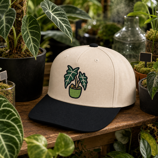 Alocasia Shield embroidered hat in Black / Natural on a collector greenhouse shelf